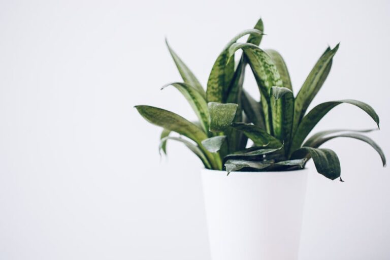 air purifying indoor plants for oxygen