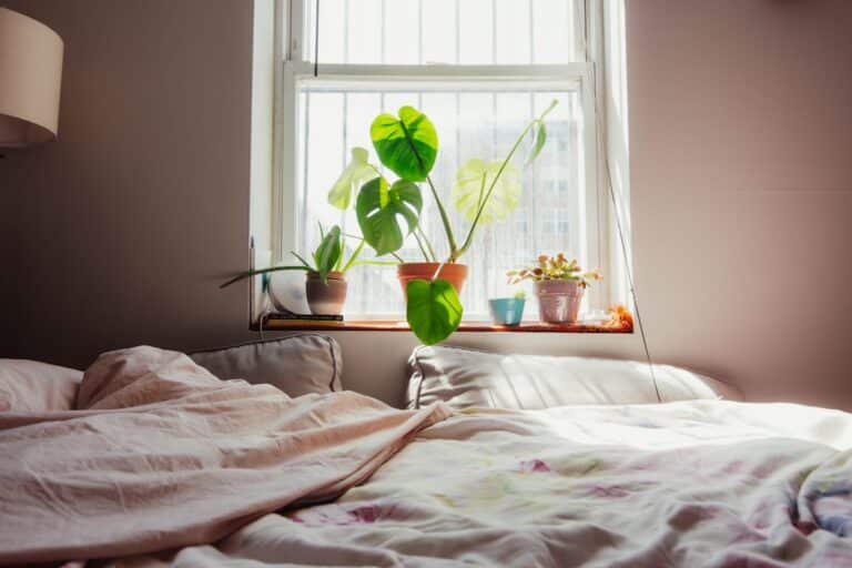 air purifying plants bedroom